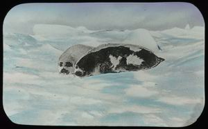 Image: Two Harp Seals, Phoca groenlandica, Drawing